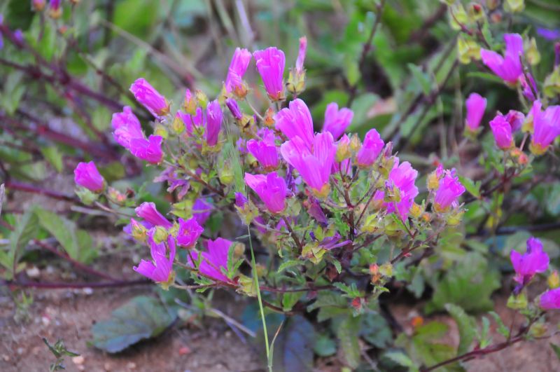 pianta dai fiori rosa acceso - Malope malacoides